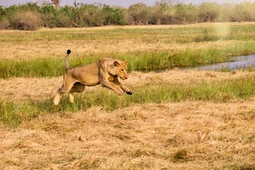 A young male lion with a developing mane leaping over a small stream of water in the Savute marsh,...