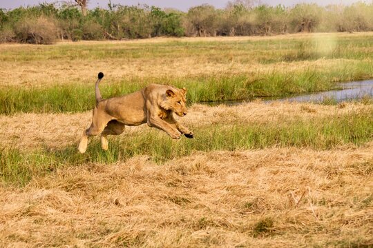 A young male lion with a developing mane leaping over a small stream of water in the Savute marsh, Chobe National Park, Botswana.