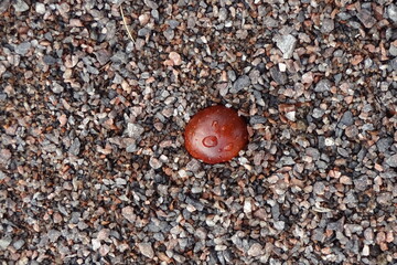 Close up of one brown horse chestnut with water drops on a surface without a shell on pebble ground. Autumn or fall mood. October 2021