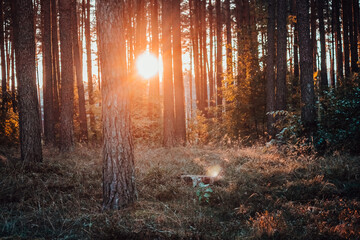 Las jesienią podczas zachodu słońca