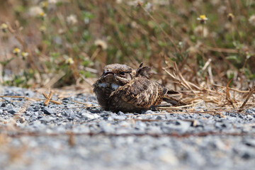 bird on the sand