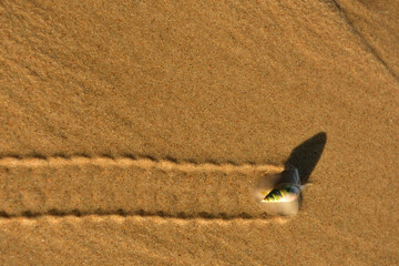 Bullia digitalis, the finger plough shell or plough snail, is a species of sea snail, a marine gastropod mollusk in the family Nassariidae © Gerrit Rautenbach