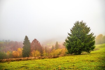 Colorful trees in the Carpathian mountains covered with thick gray fog