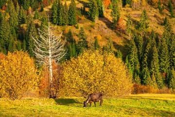Beautiful cow grazes in the meadow and eats fresh grass against the background of colorful forests