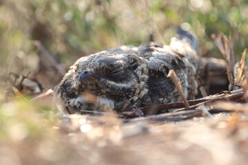 lizard on the ground