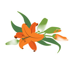 Lily flower with buds