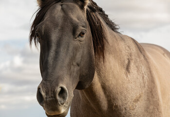 Obraz premium close up photo of free grullo horse.