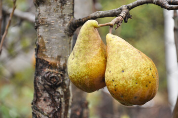 Pea. A winter variety of pear hangs on the tree. Autumn harvest. Orchard. Eco-friendly fruits. Farming.