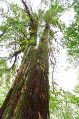 Fototapeta premium Lalashan Natural forest, paths in a forest of cypress trees in Taoyuan City, Fuxing District, Taiwan