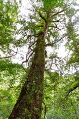 Lalashan Natural forest, paths in a forest of cypress trees in Taoyuan City, Fuxing District, Taiwan
