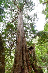 Lalashan Natural forest, paths in a forest of cypress trees in Taoyuan City, Fuxing District, Taiwan