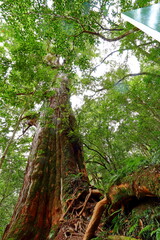 Lalashan Natural forest, paths in a forest of cypress trees in Taoyuan City, Fuxing District, Taiwan