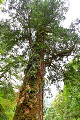 Lalashan Natural forest, paths in a forest of cypress trees in Taoyuan City, Fuxing District, Taiwan