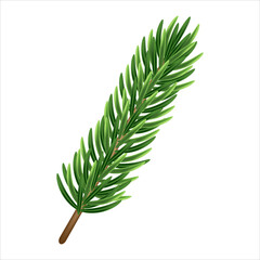 Fir branch isolated on white background.