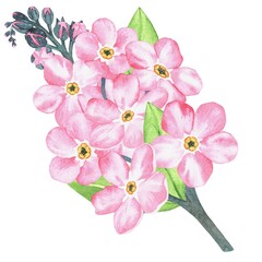 Pink forget-me-not. Watercolor botanical illustration included in the collection of wildflowers. Isolated image on a white background. For your design.