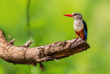 Grey-headed Kingfisher - Halcyon leucocephala, beautiful colored kingfisher from African rivers and lakes, Queen Elizabeth National Park, Uganda.