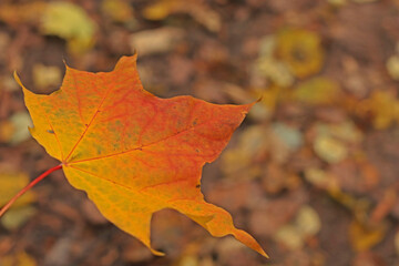 Fallen autumn maple leaves. autumn concept