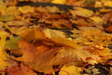 Autumn leaves on ground. autumn background