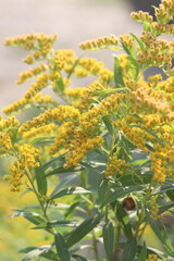 yellow flowers in the garden