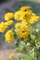 yellow flowers in the garden