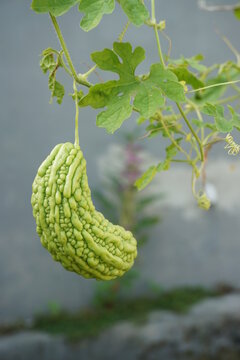 bitter melon is still fresh on the tree
