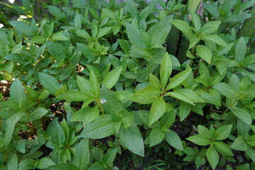 abstract background
fresh green leafy plants planted