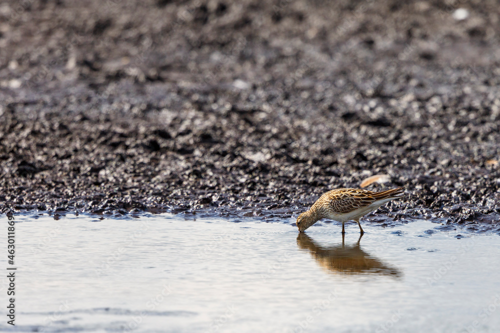 Wall mural Pectoral sandpiper looking for food at the water's edge