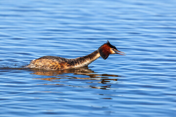 Great crested grebe in a mating ritual