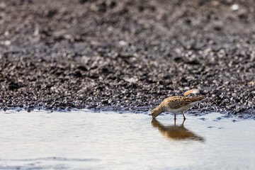Pectoral sandpiper looking for food at the water's edge