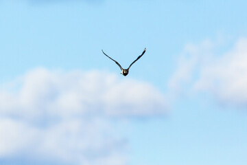 Northern Lapwing flying in the sky