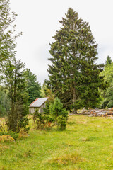 Large spruce tree on a meadow