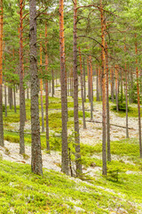 Old coniferous forest with pine trees