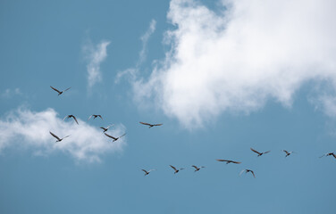 flock of birds