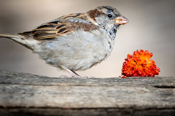 a small sparrow eating an autumn berry