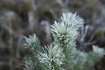 Green branches of pine or fir trees covered with frost. Frosts and cold snap, the first snow and frost. Blurred natural autumn or winter background with spruce branches