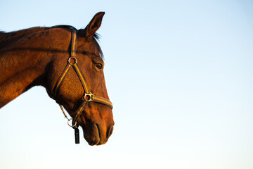 Portrait of brown horse on light blue sky background. Horse at sunset