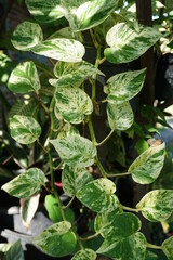 Devil's ivy this plant has a Latin name (Epipremnum aureum) this is an ornamental plant