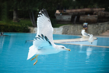 snow-white bird in flight close-up, Larus michahellis, The breeding range is centred on the Mediterranean Sea.