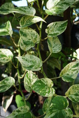 Devil's ivy this plant has a Latin name (Epipremnum aureum) this is an ornamental plant