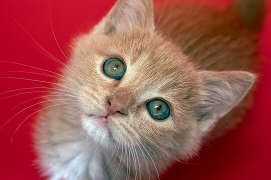 cute yellow kitten, close-up.  background. photo about animal love.  Isolated on red background.