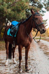 Obraz premium A beautiful bay horse stands against the backdrop of autumn nature