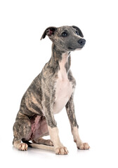 English Whippet in studio