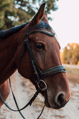 Obraz premium A beautiful bay horse stands against the backdrop of autumn nature