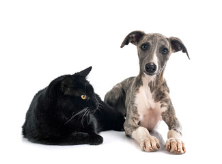 English Whippet and cat
