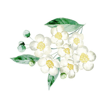 Watercolor may chang flowers