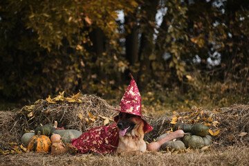 Red wizards hat and cloak, dog in fancy dress. German shepherd in witch costume for Halloween. Lying in hay near orange and green pumpkins against autumn forest. Celebrate holiday.