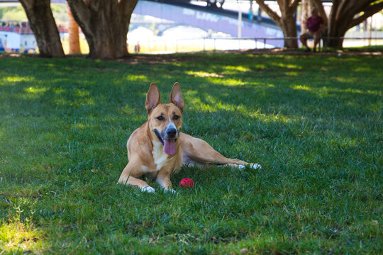 Medium sized dog lying on the grass in the park. The dog has a red ball and is posing for the photo. Concept pets. 4th of october world pet day.