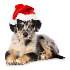 Puppy with red santa hat lying isolated on white