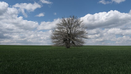 a tree, wheat fields and clouds