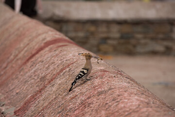 美しい風景の中の動物たち